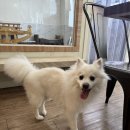 동물보육원 안산지부 이미지