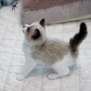 나는 고양이에 빠지다 이미지