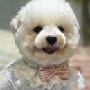 블루밍 펫 살롱 이미지