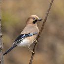 Plain-crowned Jay ? 이미지