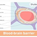 뇌혈관장벽(Blood-Brain Barrier, BBB) 이미지