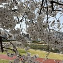 정읍푸드 | 정읍 벚꽃축제 2026 후기 낮과 밤 코스 추천