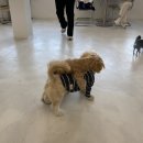뭉스벨리 | 뭉스벨리 천호 애견카페 아쉬운 솔직후기