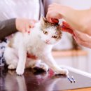 더드림동물병원 이미지