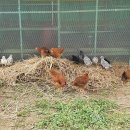 큰닭농장 이미지