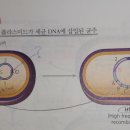 2권 13장 바이러스 및 원핵생물의 분자생물학 p.314 hfr 균주 이미지