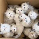 여왕벌PC방 이미지