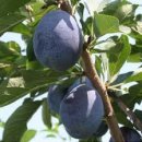 산야초-푸룬(prune) 이미지