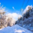 자작나무숲정상 이미지