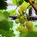 이안농장 이미지