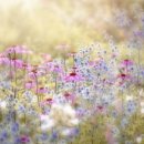 a garden in the rain - frank sinatra 이미지