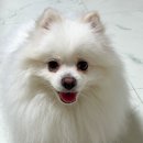 위드 더 독 | 강아지 발바닥 세정제 산책후 발 관리 스트레스 줄어드는 풋 버블 클렌저