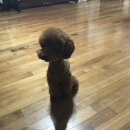 묭