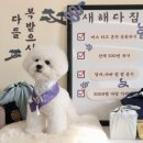 웨그독 이미지