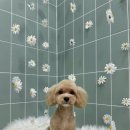 무거동 강아지 미용실 이미지