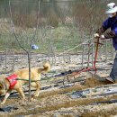 강아지마을2012 이미지