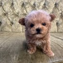 도그마루 강아지고양이 인천논현점 이미지