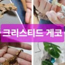 도마뱀있ZOO