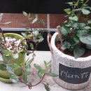 비아이비 이미지