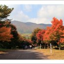 단풍나무 이미지