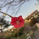 가든이다 | 천안바베큐장 예쁜 정원 속 우향더가든 솔직후기