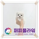 강아지분양 애견분양 퍼피플라워 중랑점 이미지