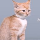 미모고양이 이미지