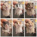 골든햄스터분양 탬펫 강남점 이미지