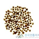 감국엽(甘菊葉) Chrysanthemum morifolium Ramat. Chrysanthemi Folium 국화 잎 국화과(菊花 이미지