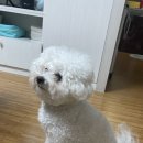 견물화식 | 블랑이의 다이어트 일기(with. 견물생식) -2