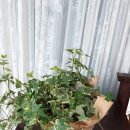 청산화원 이미지