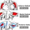 후면 삼각근 운동 ㅡ 백스윙을 쉽게 하는 근육 이미지