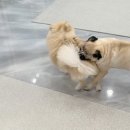 치즈 애견유치원&애견호텔 이미지