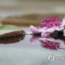 수련 이미지