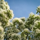 나무와 숲 이미지