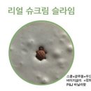 토마토슬라임 이미지