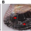 김 패각 사상체의 백탁병(bleaching disease)의 원인 Phaeobacter italicus 이미지