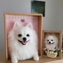 쁘띠댕댕 이미지