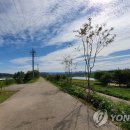 공릉천 왕벚나무길 이미지