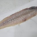 군산박대왕 이미지