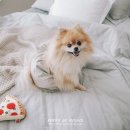 코코벌룬 네이버블로그