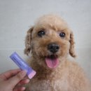 아이앤지유통 | [제품후기] "더펫밀즈 반려동물 영양제" 노령견 눈 건강을 위한 루테인 영양제