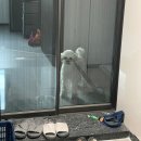우리 펫 택시(woori pet taxi) | 천안 아산 펫택시 펫온 강아지택시 이용후기