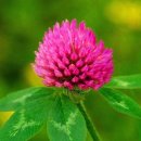 네잎클로버 이미지