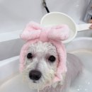 벨몽드펫 이미지