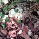자연산 야생 식용버섯 이미지