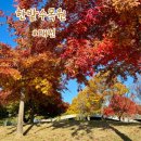 한밭수목원 동원 | 세종 근교 애견 동반 가을 피크닉 장소 대전 한밭수목원 동원 단풍 후기