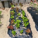 신선한옥펜션 이미지