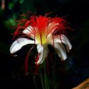 한국의 시어머니 이미지