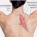능형근 (Rhomboid Muscle) 이야기 이미지